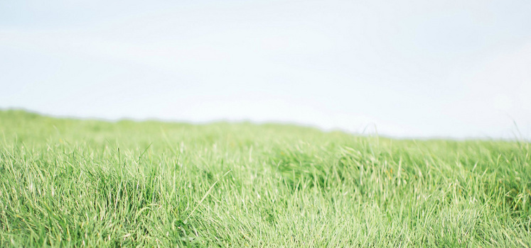 日系清新文艺淡色草坪蓝天背景