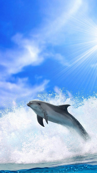 蓝天白云大海海豚h5背景
