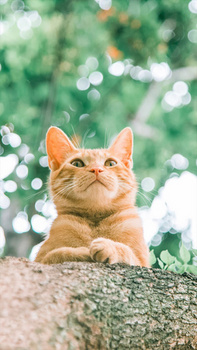 可爱猫背景图片大全_可爱猫背景素材下载_熊猫办公