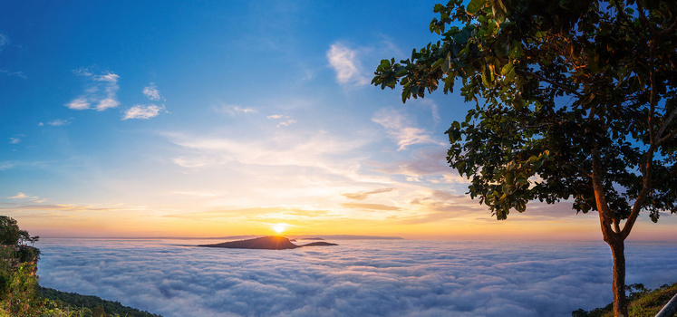 朝阳云海天空树木背景图