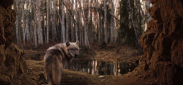 荒野背景图片大全 荒野背景素材下载 熊猫办公
