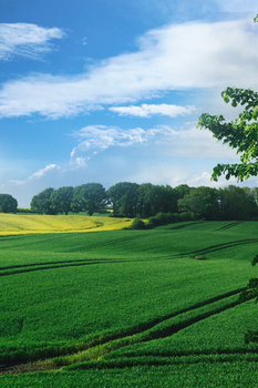 大气清新绿色摄影合成蓝天天空白云草地海报背景