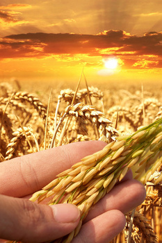 创意大气金色水稻五谷粮食丰收现代农业背景