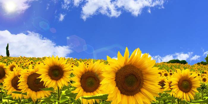珍爱生命热爱生活向日葵摄影图合成背景