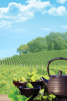 健康养生饮用绿茶摄影合成背景