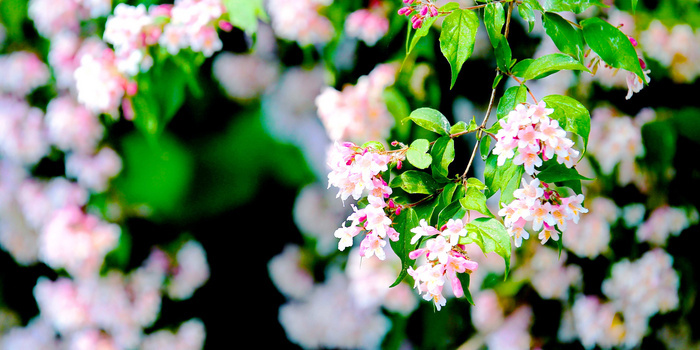 春天的花背景图片大全 春天的花背景素材下载 熊猫办公
