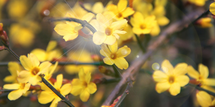 春天的花背景图片大全 春天的花背景素材下载 熊猫办公