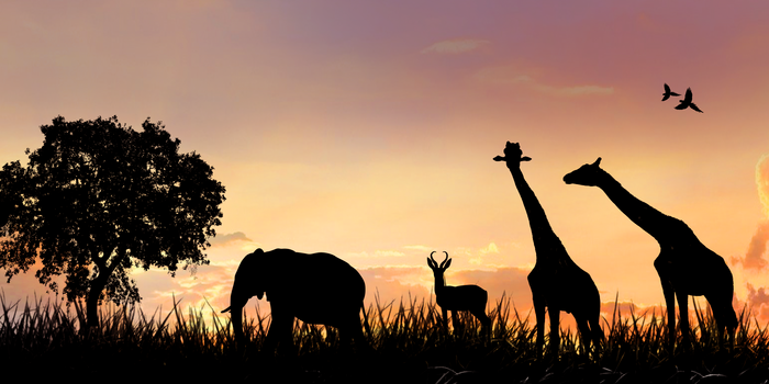 非洲草原背景图片大全 非洲草原背景素材下载 熊猫办公