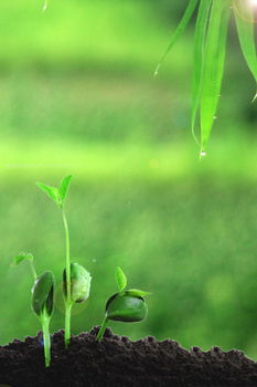 3543 x 5314格式: psd手绘春天万物生长柳条燕子背景jpgpsd像素:2362