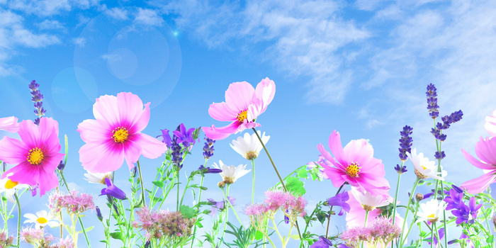 简约清新格桑花背景图