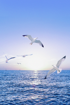 天空云海飞鸟摄影合成背景