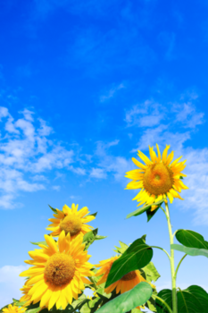 向日葵蓝天白云背景