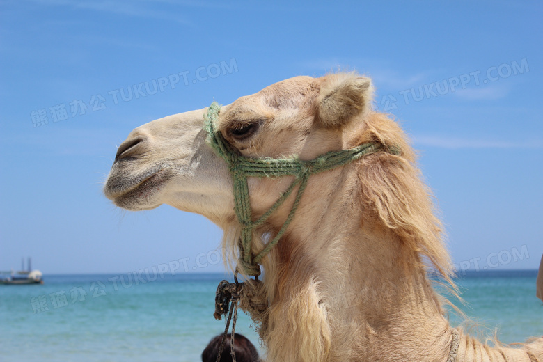 海边骆驼特写自然风光图片