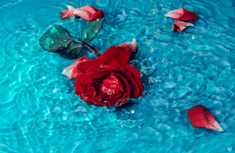 鲜红玫瑰花洒落水池图片