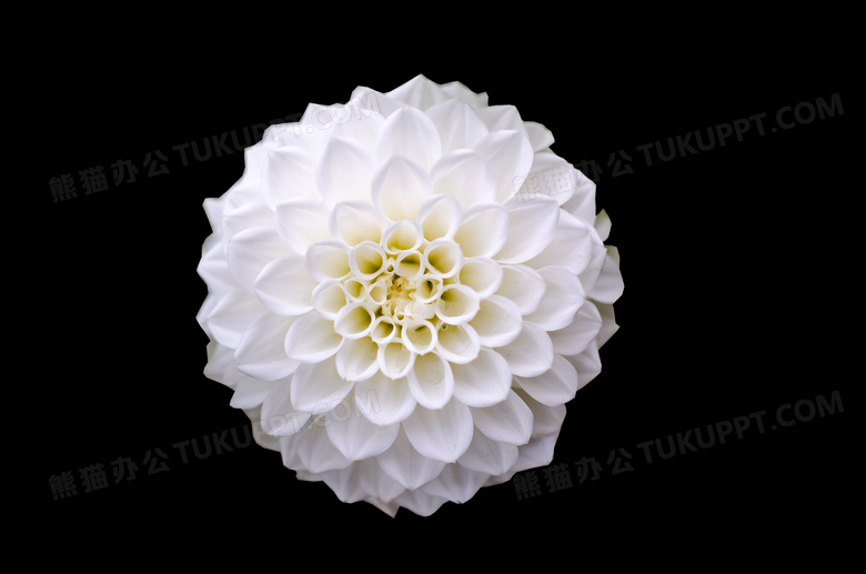 白色鲜花特写图片