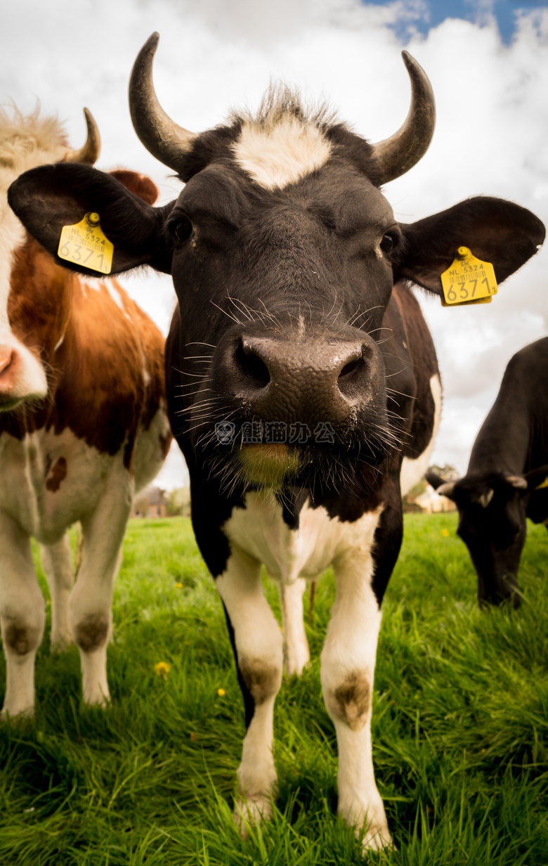 农业 动物 小牛