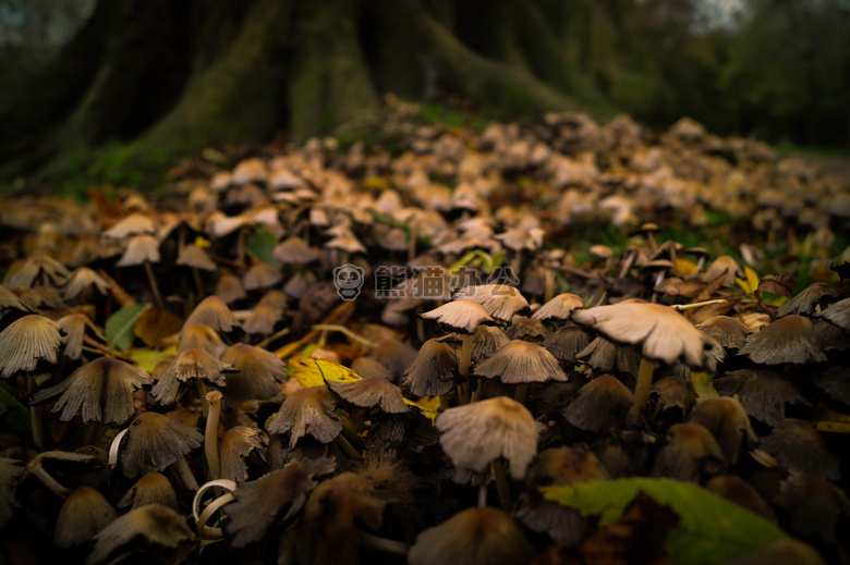 秋天 森林 真菌