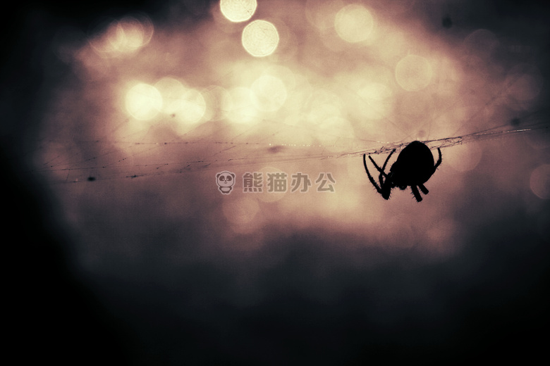 动物 散景 昆虫