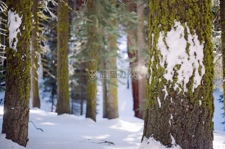 森林 雪 树