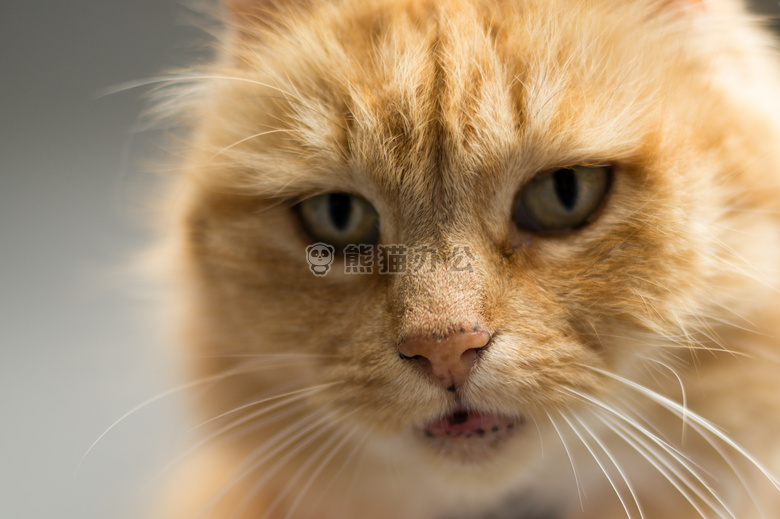 动物 猫 特写