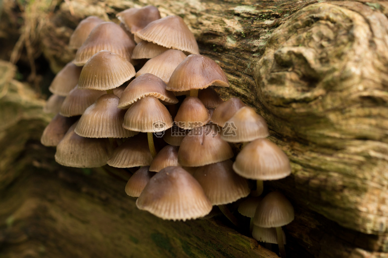 森林 真菌 蘑菇