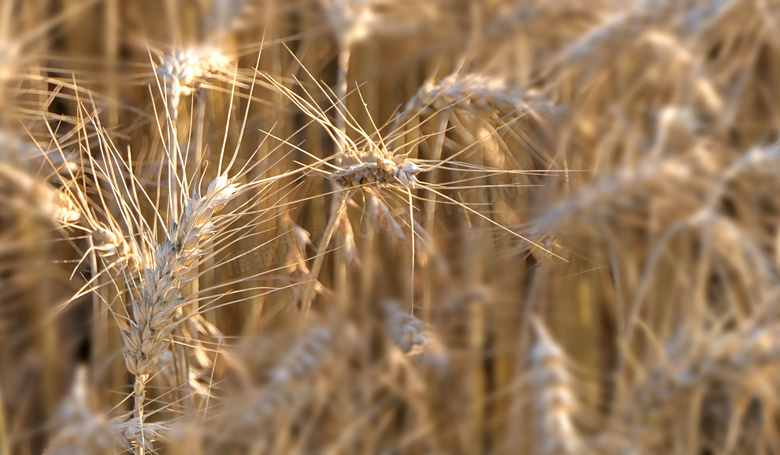 成熟小麦农作物图片