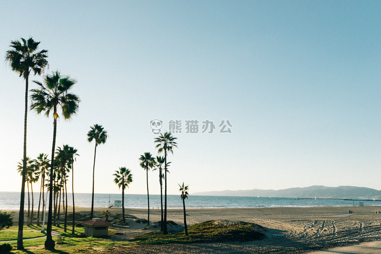 海滩 棕榈树