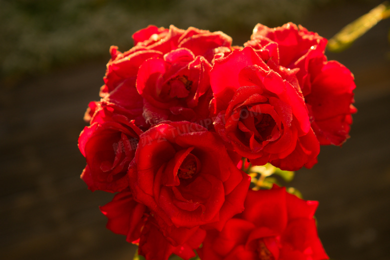 火红玫瑰花朵开放图片