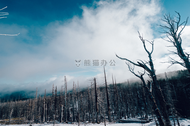 光秃秃的 森林 雪