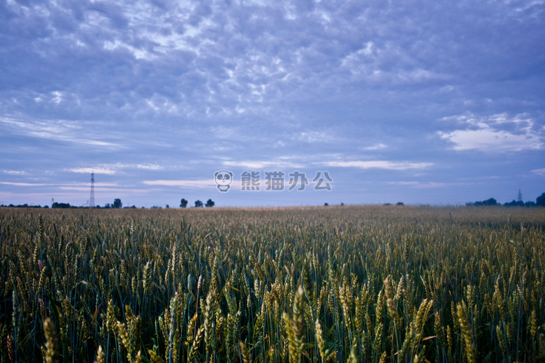 农业 玉米 领域