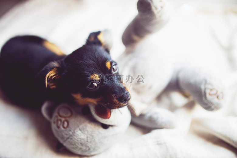 动物 熊 犬