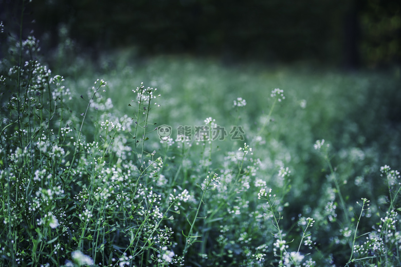 花 草地