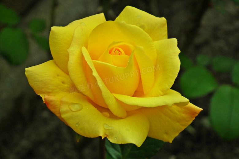 黄色玫瑰盛开图片