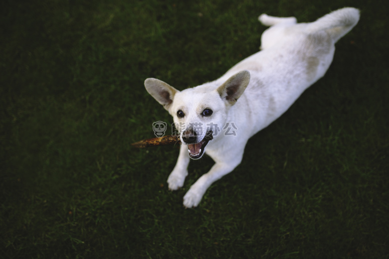 动物 犬 可爱的