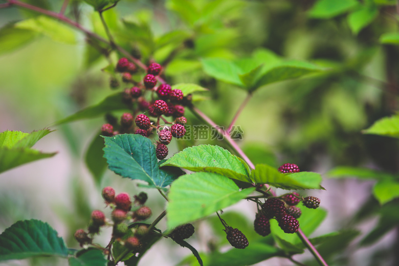 黑莓 灌木 水果