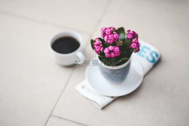 咖啡 装饰性的 植物