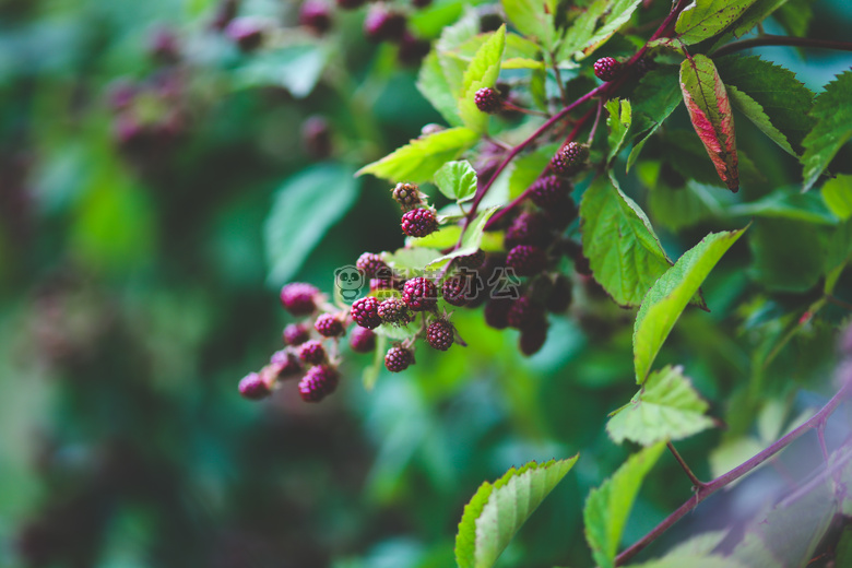 黑莓 灌木