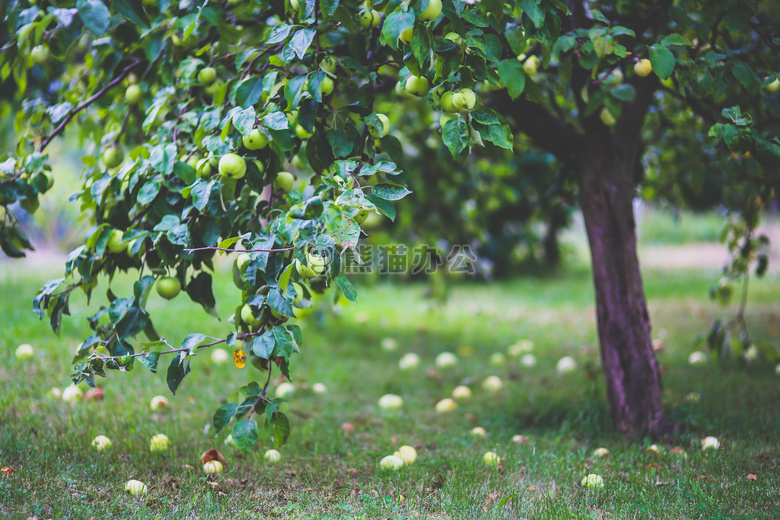 农业 苹果 树