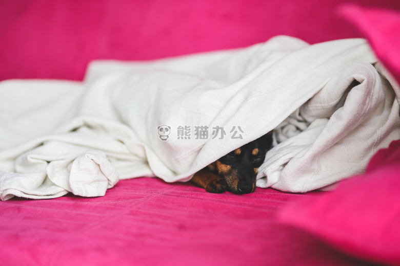 动物 弛放 可爱的