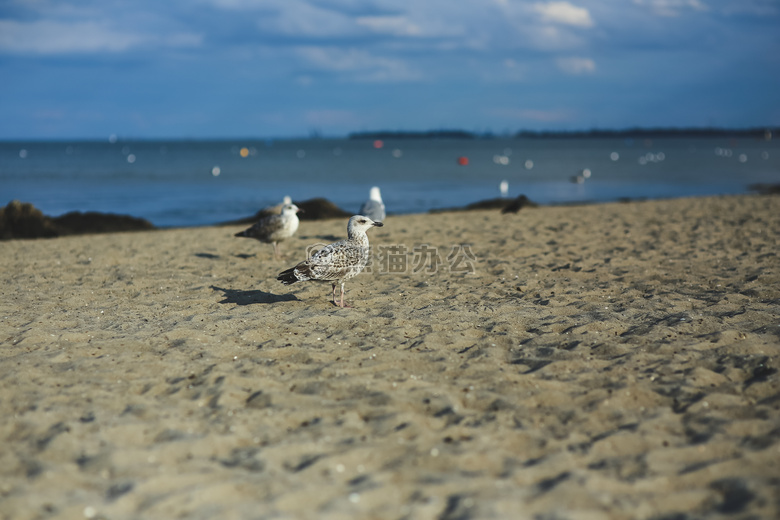 动物 海滩 鸟