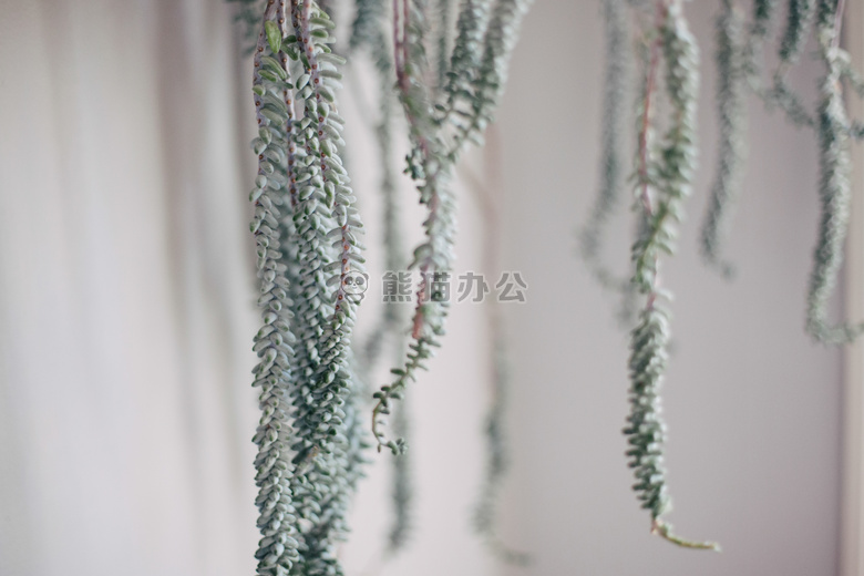 亲爱的 蕨类植物 人们