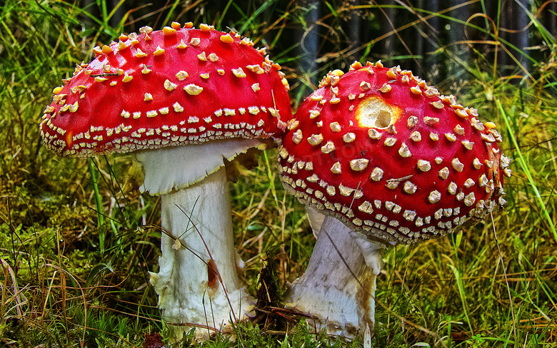 两朵红色蘑菇包图片