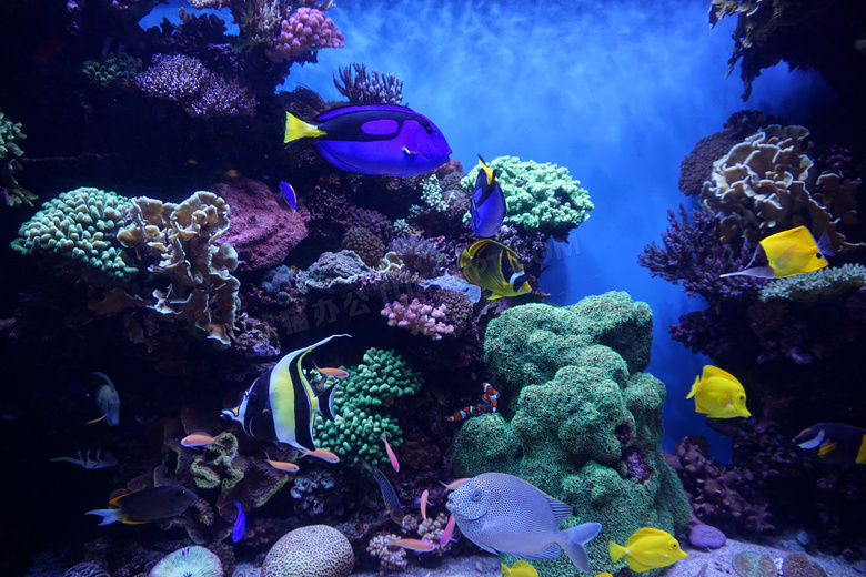 五彩斑斓海底世界图片