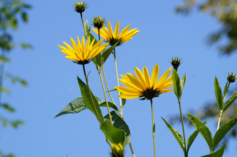 黄色菊芋花朵图片