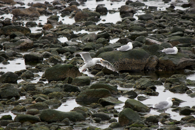 海洋 岩石 海鸥