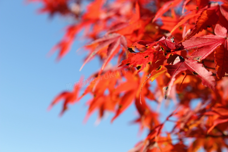 秋天红枫叶摄影图片