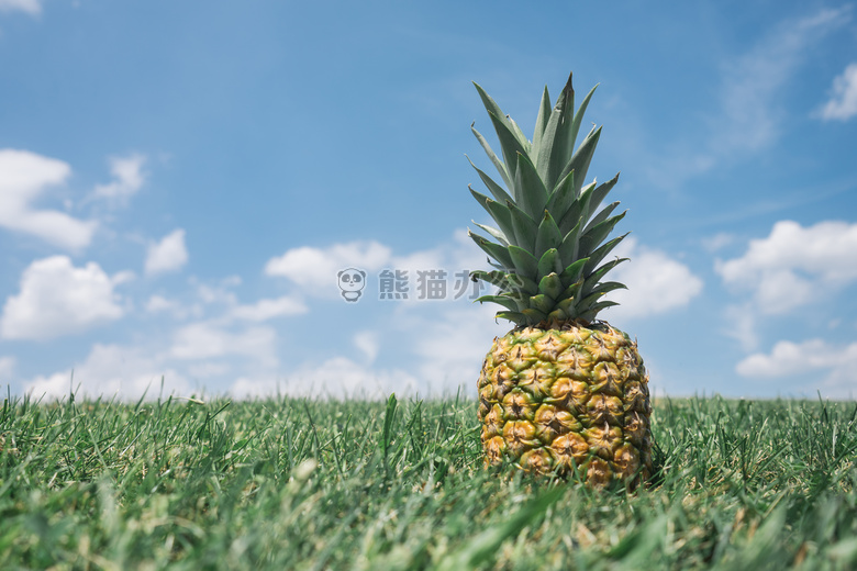水果 草 草地