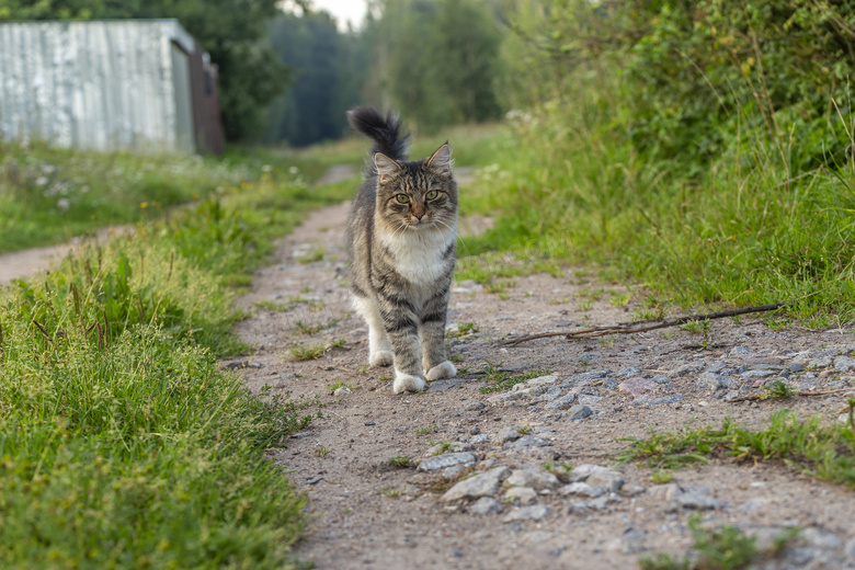 山路上宠物小猫图片