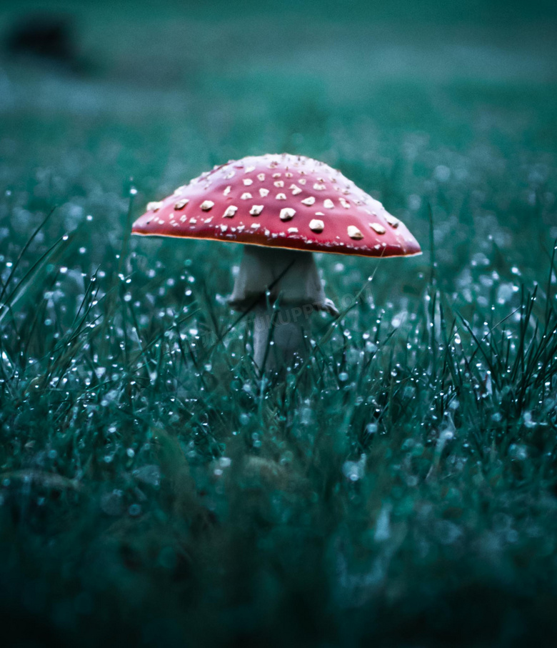 雨后草地蘑菇图片