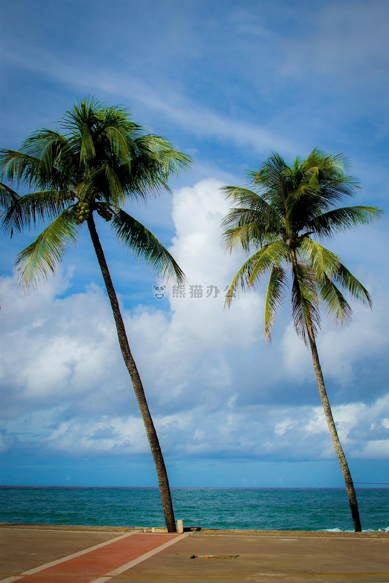 云 海洋 棕榈树